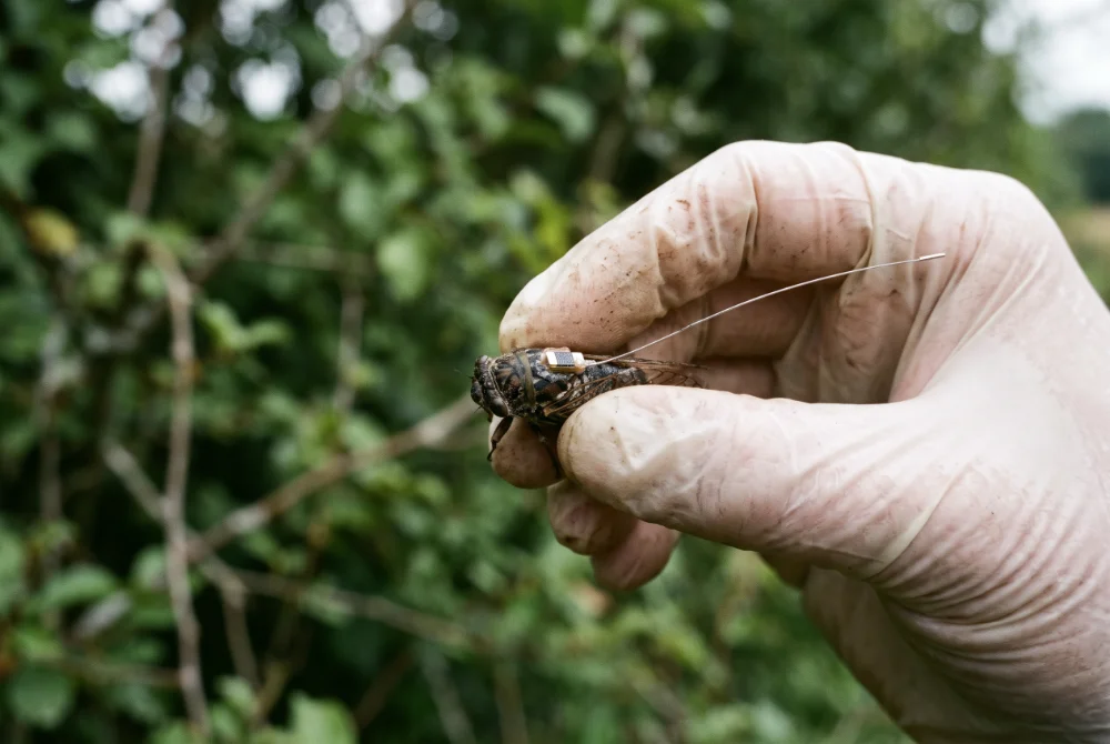 Asian Hornet in Cork (2)