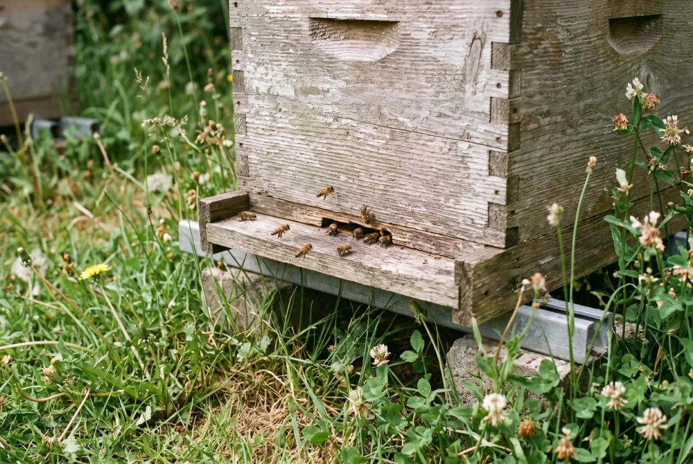 Asian Hornet in Cork (3)