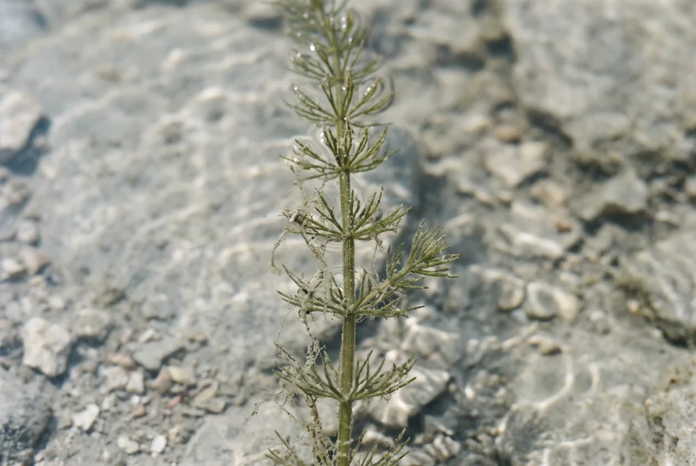 Rare Stoneworts Recorded in the Burren During NPWS-Funded Survey