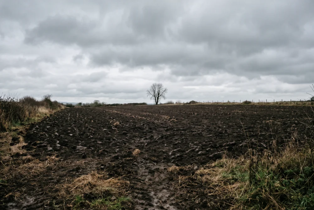 Teagasc and SCSI Report (1)