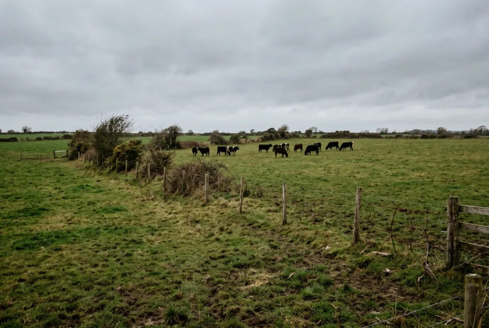 Teagasc and SCSI Report (4)